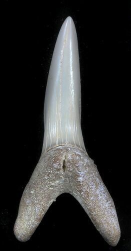 Large Sand Shark (Striatolamia) Tooth - Kazakhstan #34570